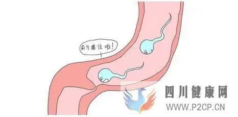 輸卵管堵塞常見原因？(圖1)