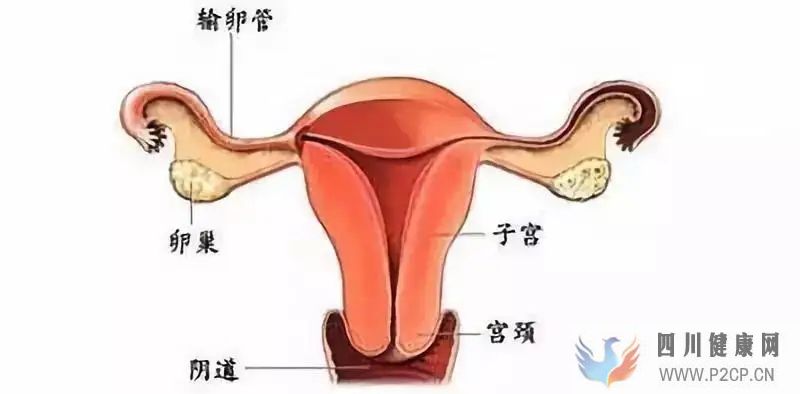 輸卵管性不孕方面的預防(圖1)
