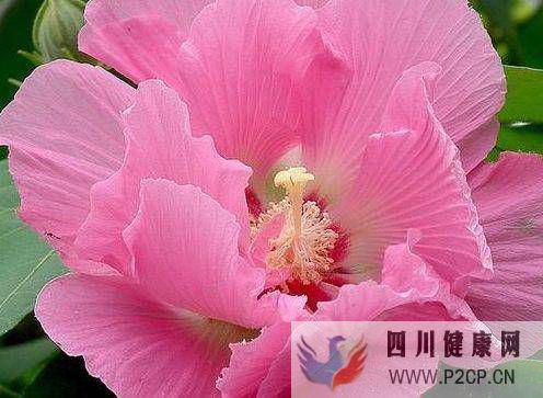 未來七天，難忘舊愛，綻放桃花，光芒四射，重逢舊愛，再次牽手(圖2)