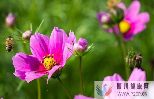 未來七天，難忘舊愛，綻放桃花，光芒四射，重逢舊愛，再次牽手(圖3)