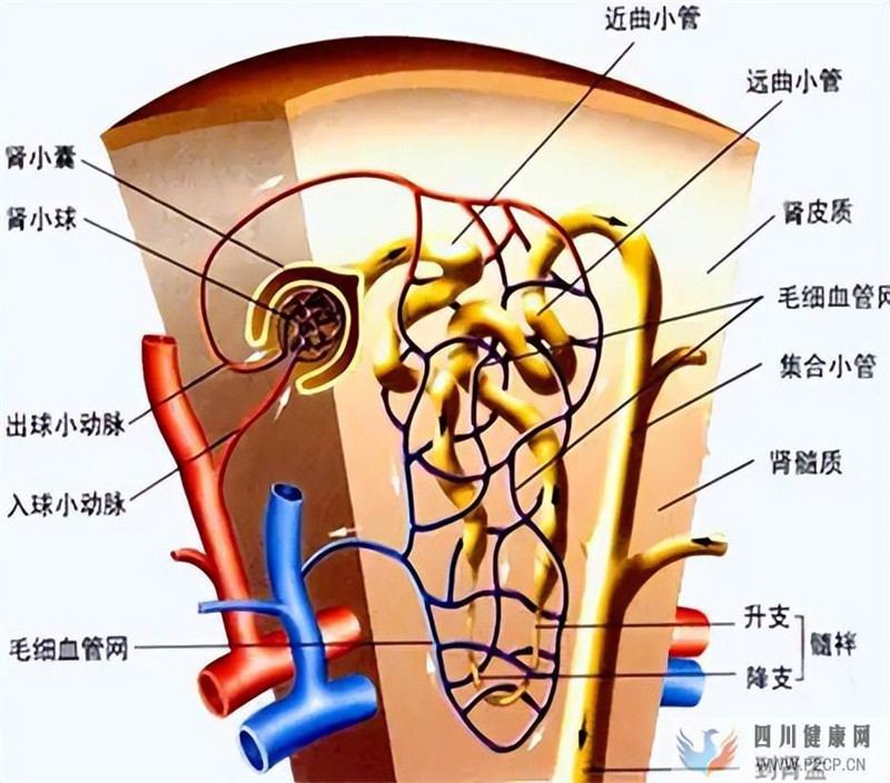 惋惜！又一個(gè)糖尿病腎病重癥案例，治療它最有效的手段是什么？(圖2)