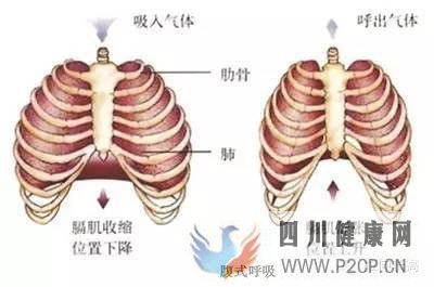 呼吸在拉伸的重要性教你如何正確呼吸(圖2) 呼吸在拉伸的重要性教你如何正確呼吸(圖2)