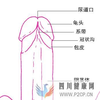 男生陰莖的五個小秘密(圖3)