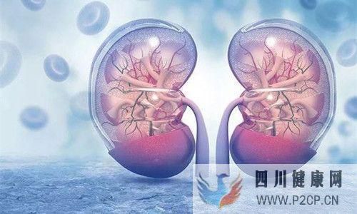 前沿科技：羊水干細胞對腎臟的作用大(圖2)