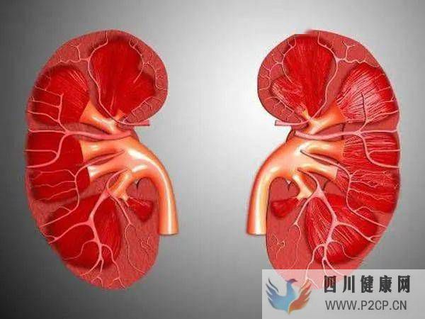 干細胞3大功能修復慢性腎病(圖1)