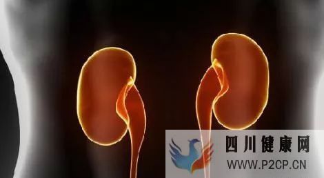 干細胞能不能治療改善腎功能(圖2)