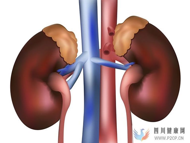 慢性腎臟病腎功能不全的概述及導致問題日本干細胞如何治療(圖1) 慢性腎臟病腎功能不全的概述及導致問題日本干細胞如何治療(圖1)
