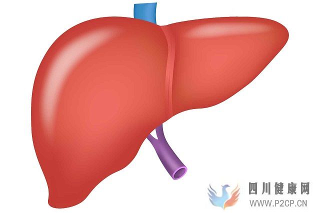 肝硬化、脂肪肝、肝功能不全等肝臟疾病的治療日本干細胞效果如何(圖1)