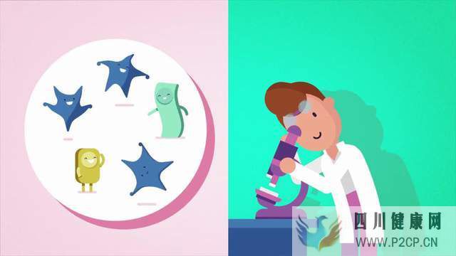 臍帶間充質干細胞，治療肝硬化的新方向(圖1)