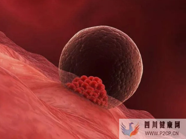 胚胎移植后是著床關鍵
