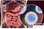 中科西部細胞：干細胞可以治療肝硬化嗎？