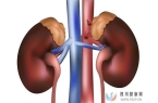 慢性腎臟病腎功能不全的概述及導致問題日本干細胞